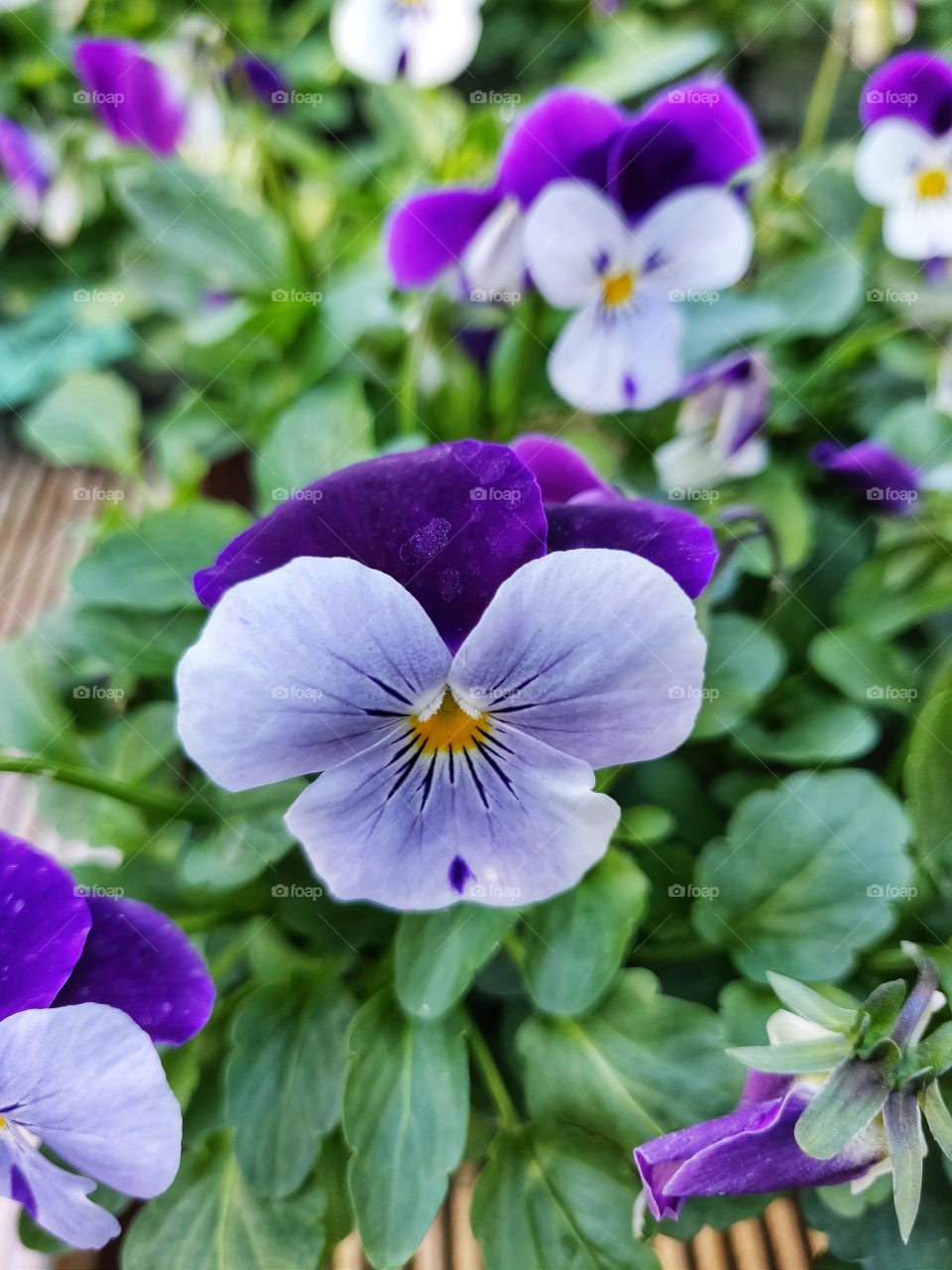 Beautiful purple flowers