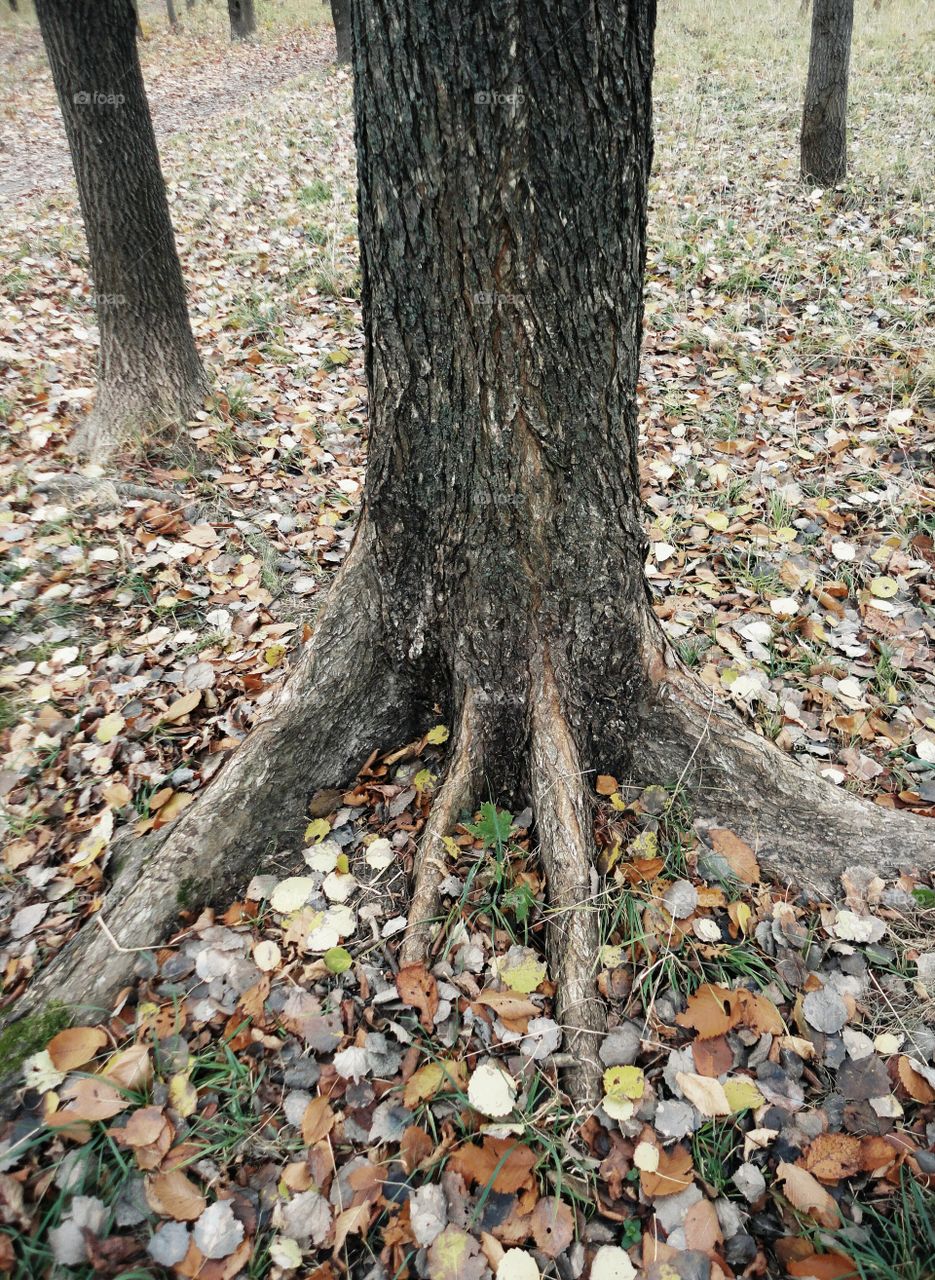 Leaf, Fall, Tree, Wood, Nature