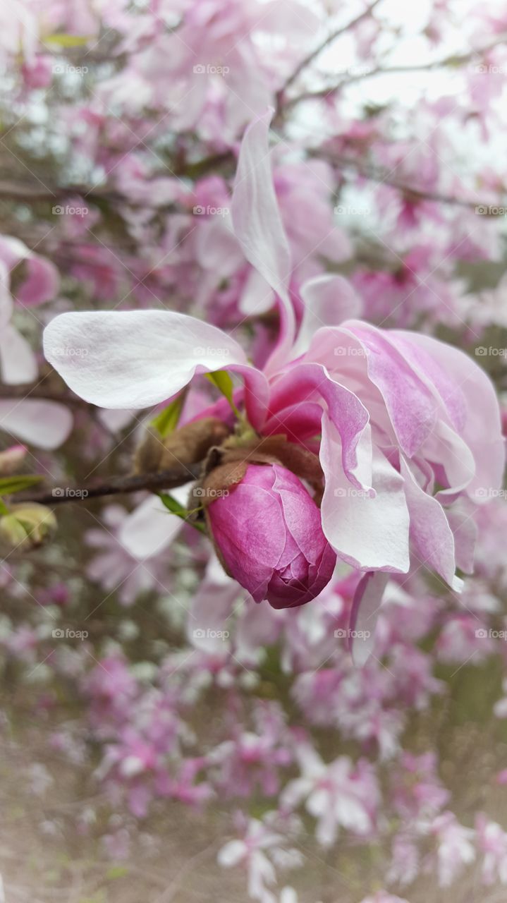 Spring Magnolia blooming