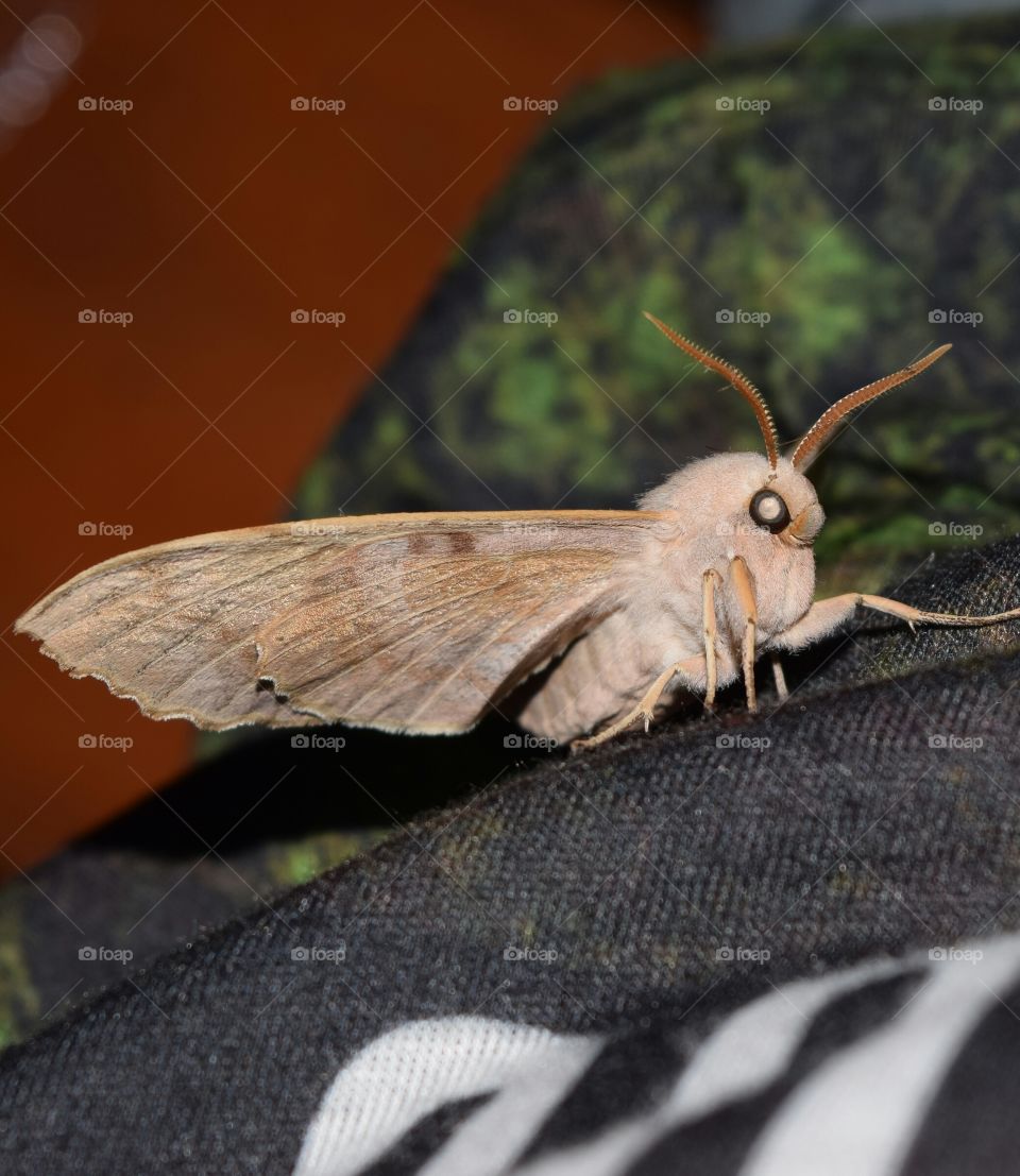 A big moth wanted company