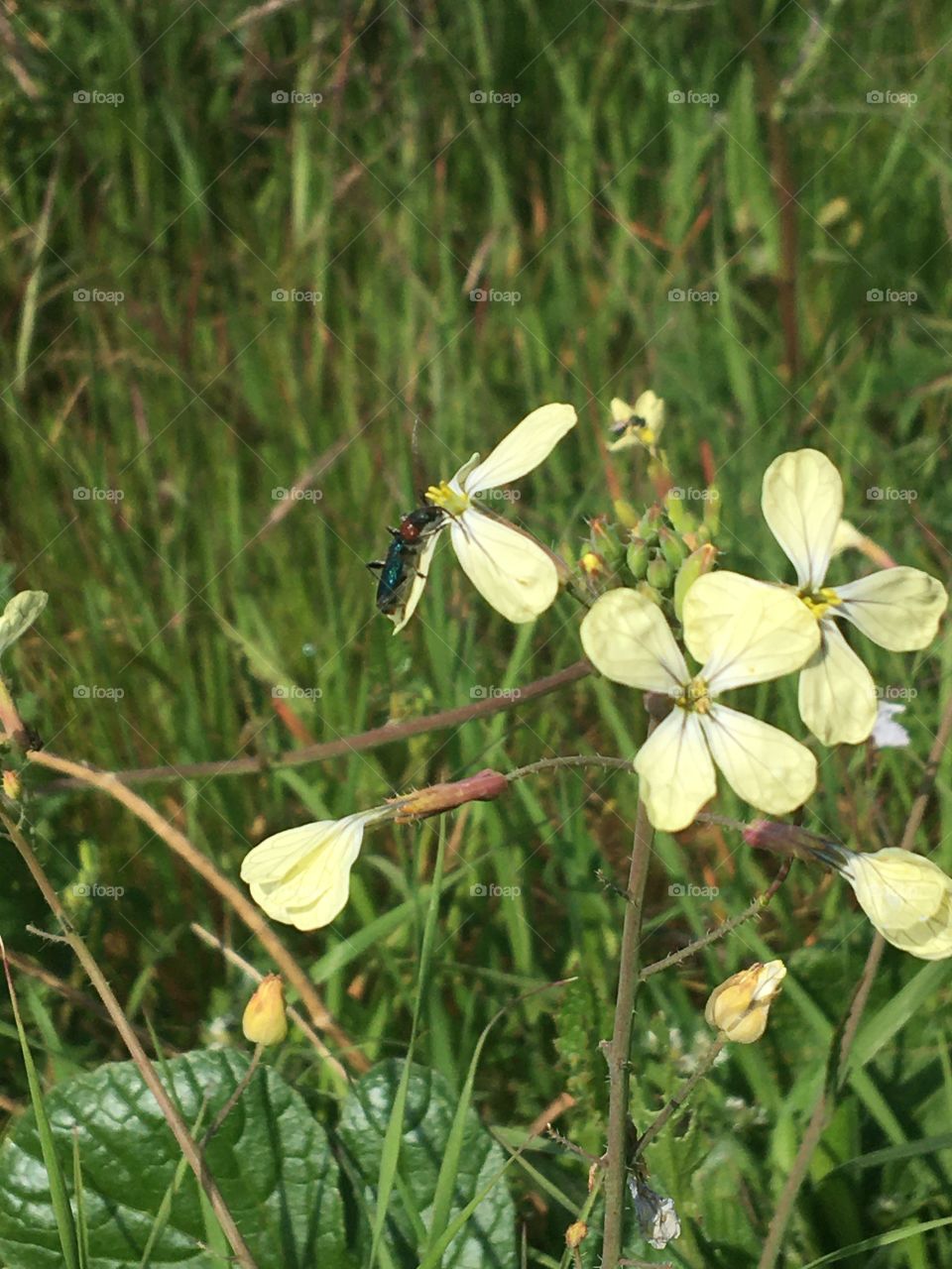 Wild radish as meadows’ flowers 