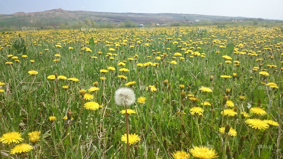 dandelion puff. on the field with flowers
