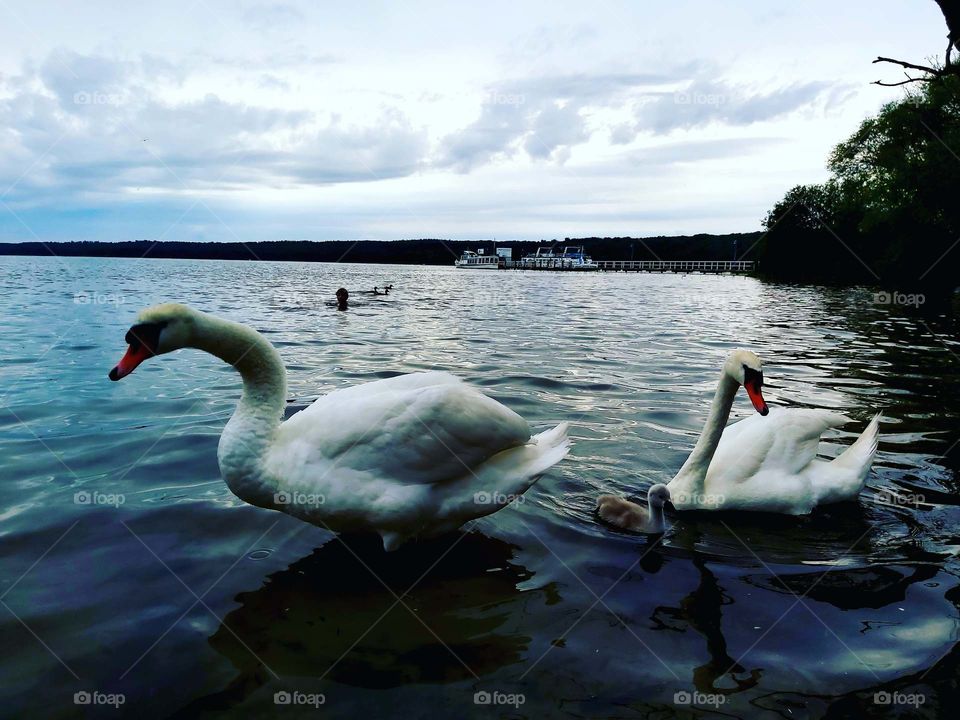 Neture of birds.