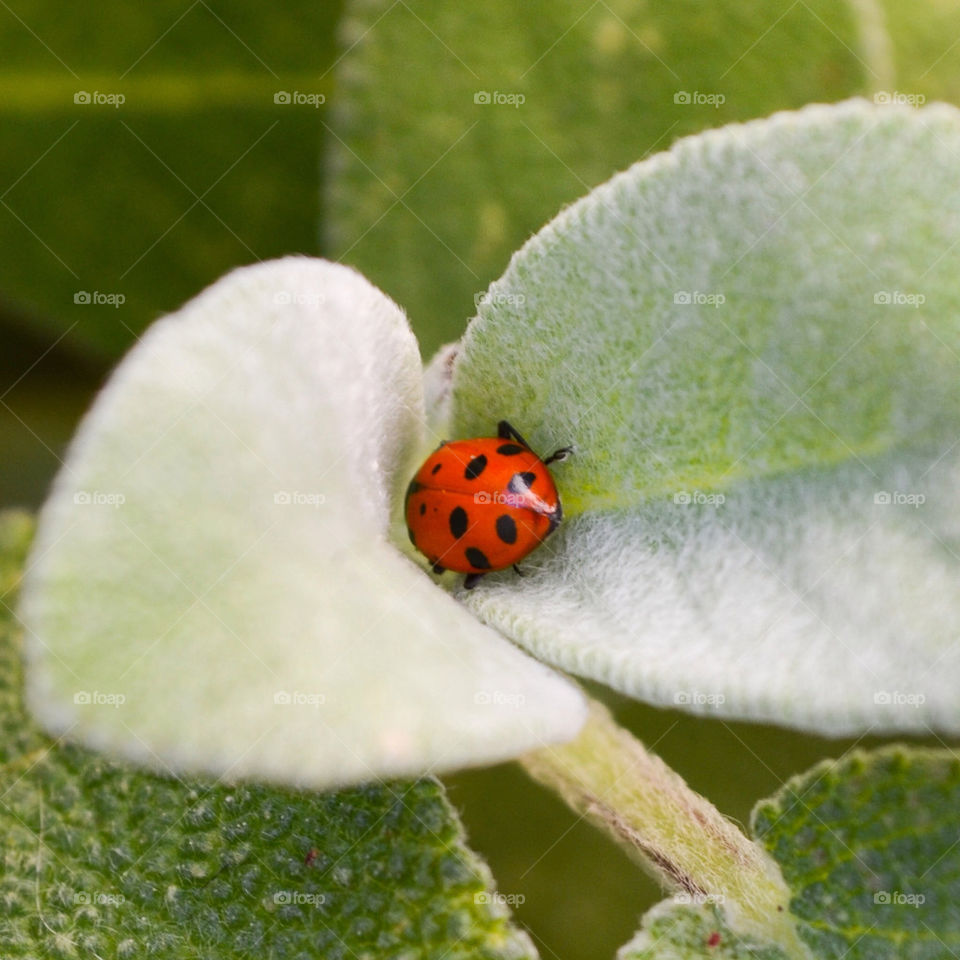 macro bug focus ladybug by majamaki