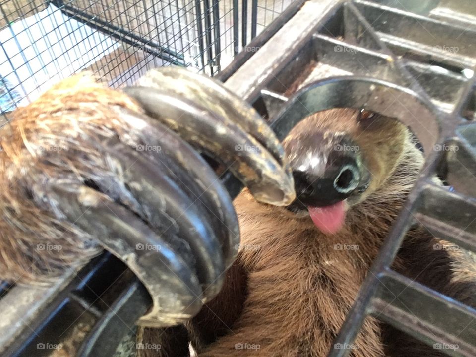 Sloth in a crate