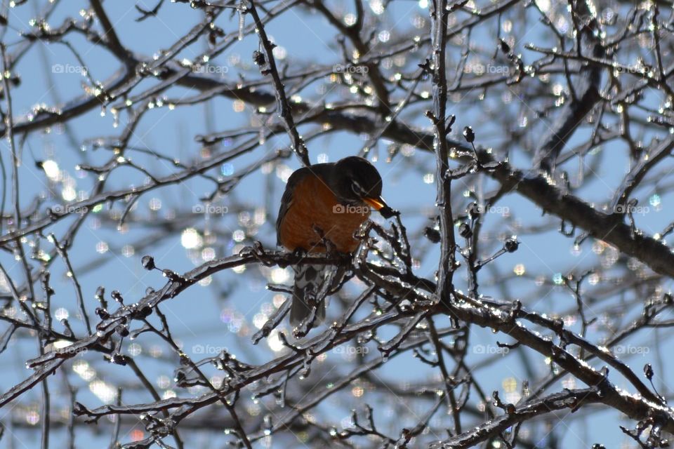 Robin on icy tree the first sign of Spring