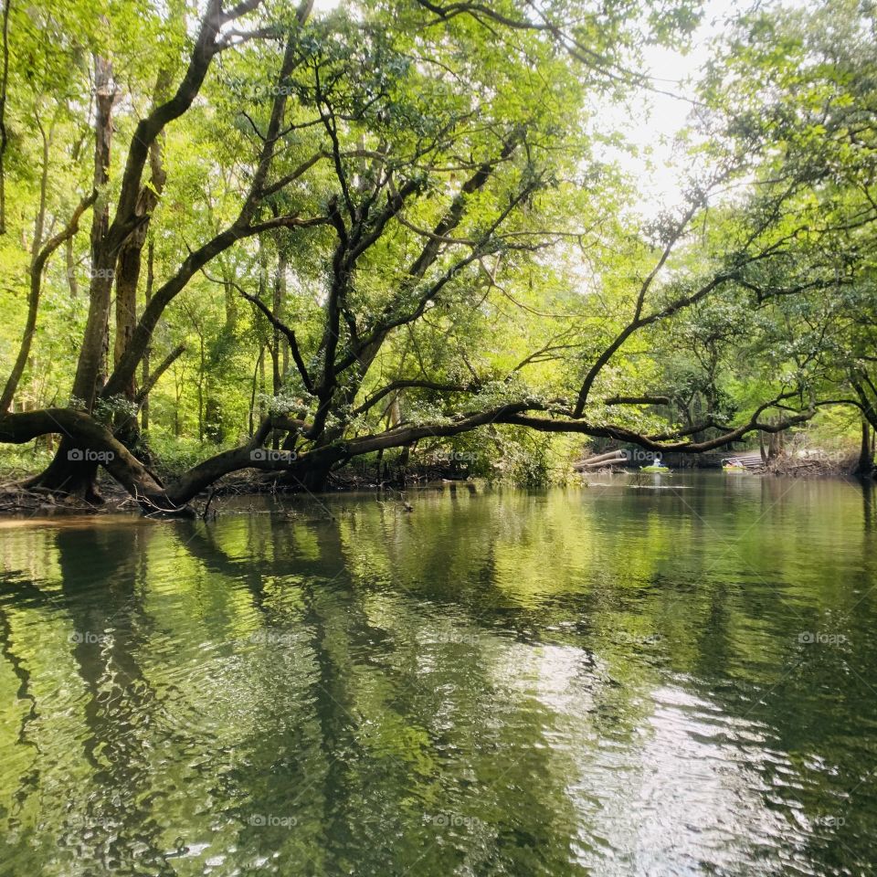 Trees growing sideways over the creek