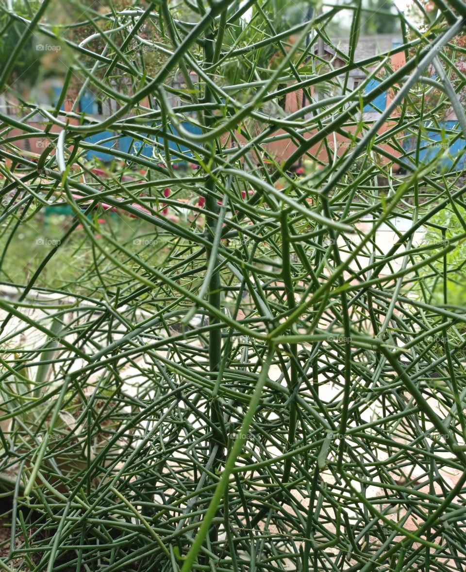 What are these plants, no leaves, just stems ..