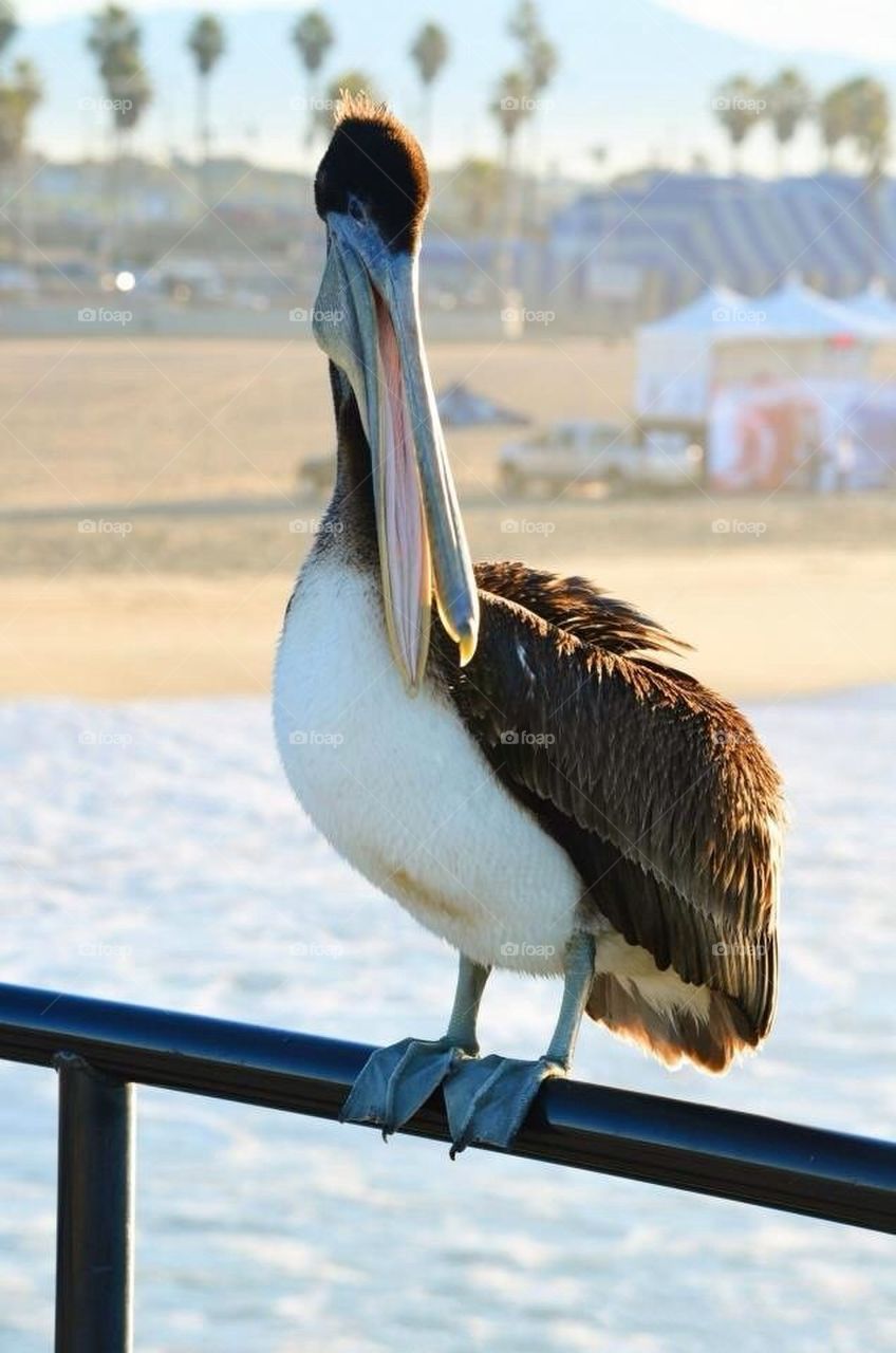 beach bird pelican united states by ChrissiRose
