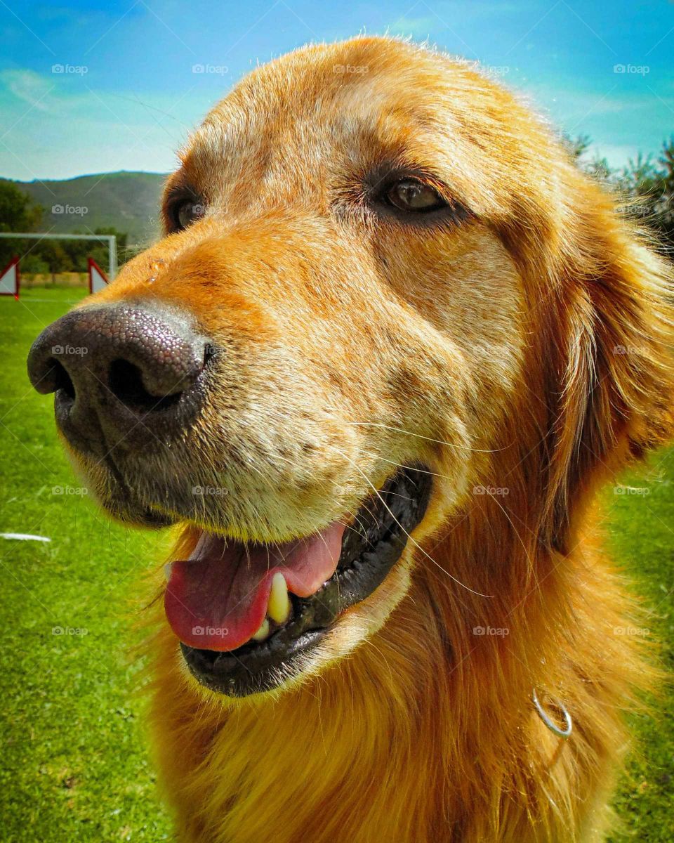A beautiful Golden Retriever wants to say "Hello!"