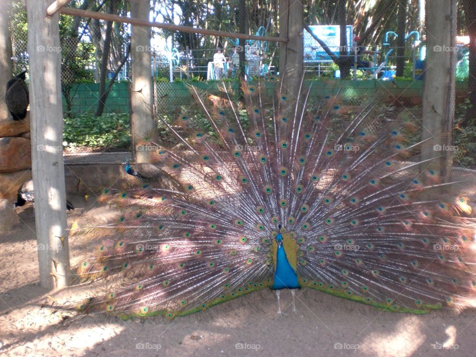 Peacock . In the zoo I had an amazing day. 