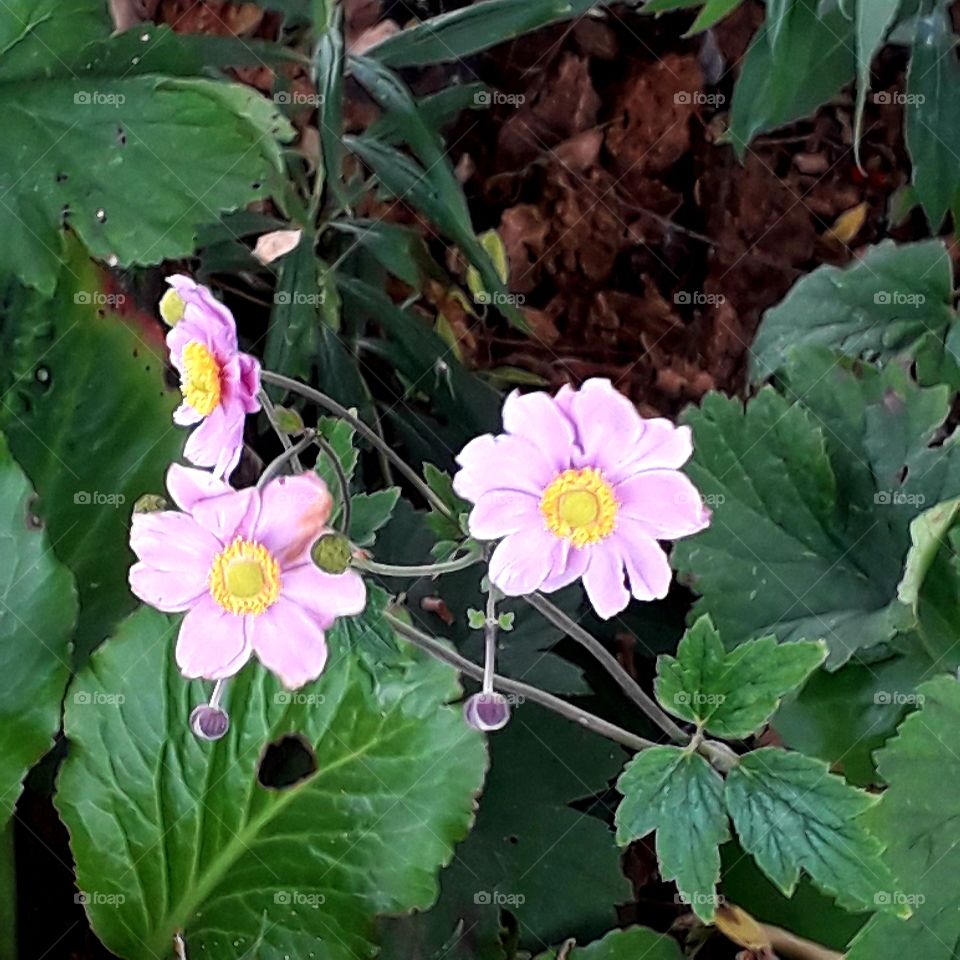 pink autumn anemone  under a big willow on cloudy day