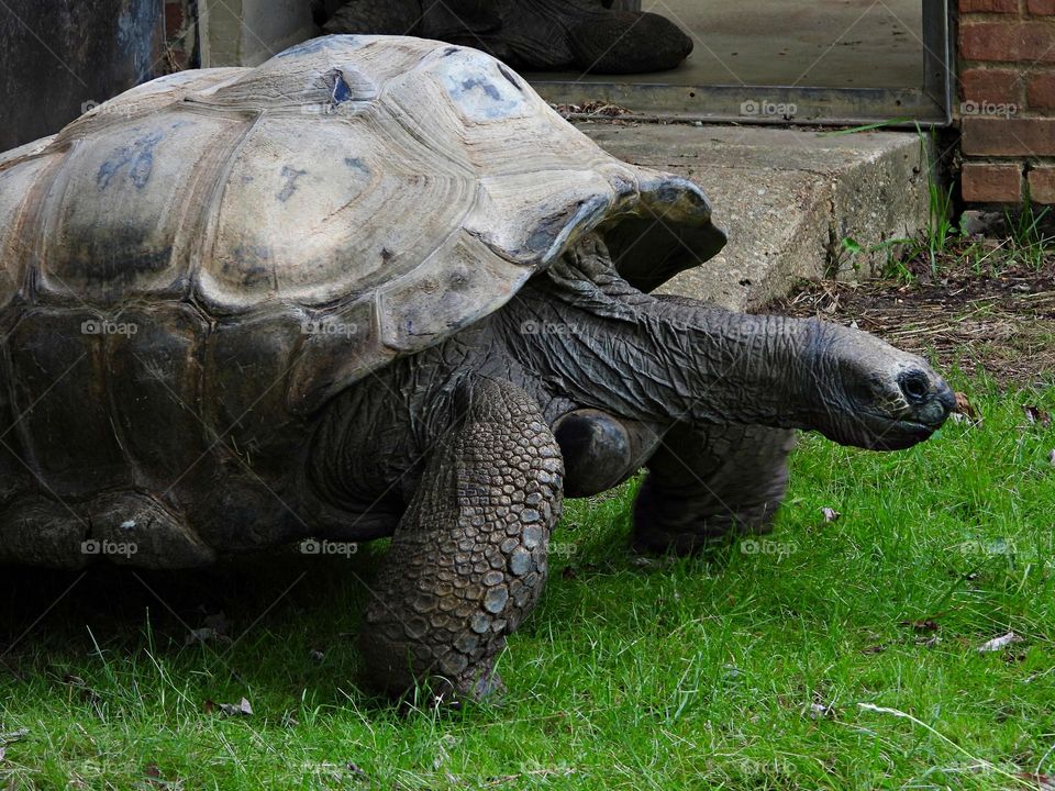  Unusual sus-pets! Giant Tortoise. It is the largest living species of tortoise, with some modern tortoises weighing up to 417