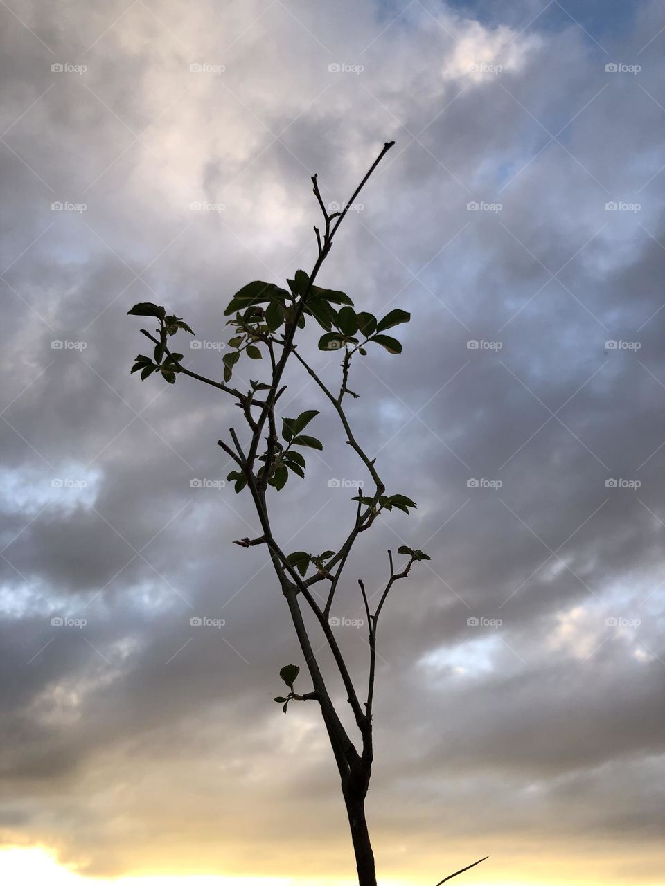 Beautiful plant embracing foggy sky 