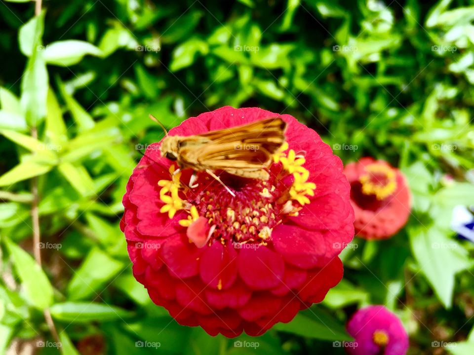 Butterfly on flower.