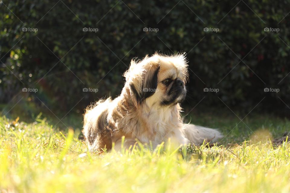 Pekingese dog sitting in the sun