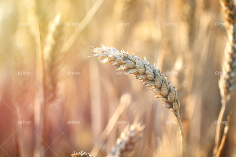 Ear Of Wheat. A single ear of wheat bends with weight. Isolated against a blurred background.