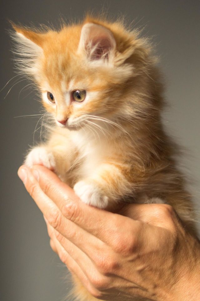 pet,cat,cute,pretty,animal,shot,photo,cat photo