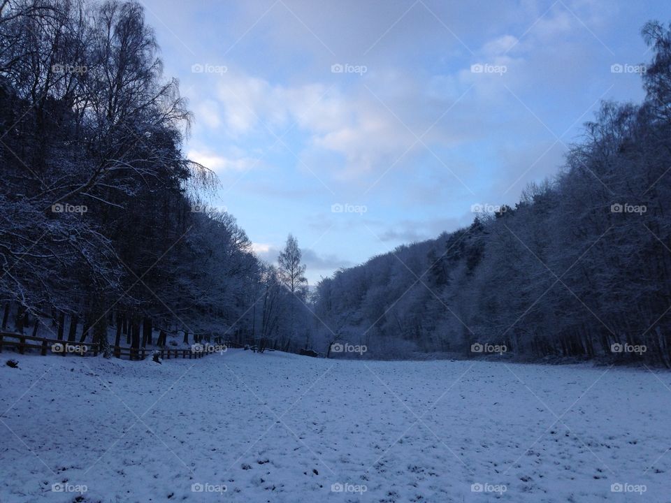 Snow, Winter, Cold, Frost, Tree