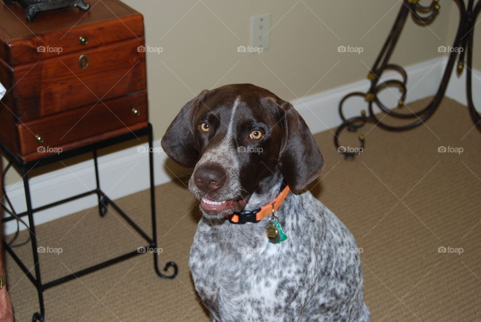 German shorthaired pointer