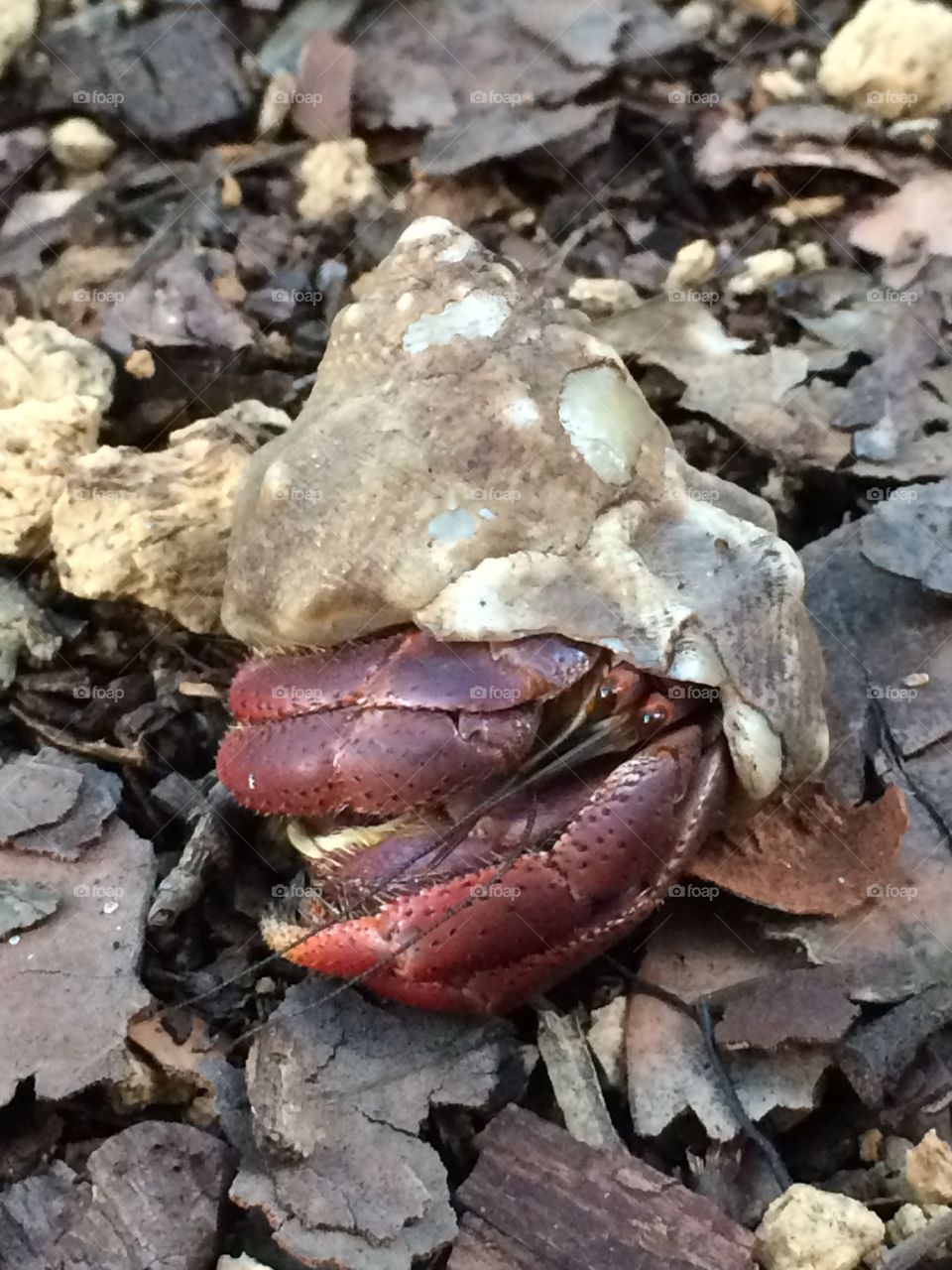 A hermit crab I found along a shrub land path. 

Fun fact- did you know all hermit crabs in the pet trade are wild caught! No one knows how to breed them.