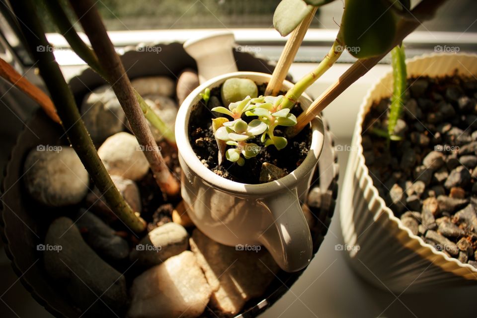 Succulents in a small pot blending next to other domestic plants on the windowsill