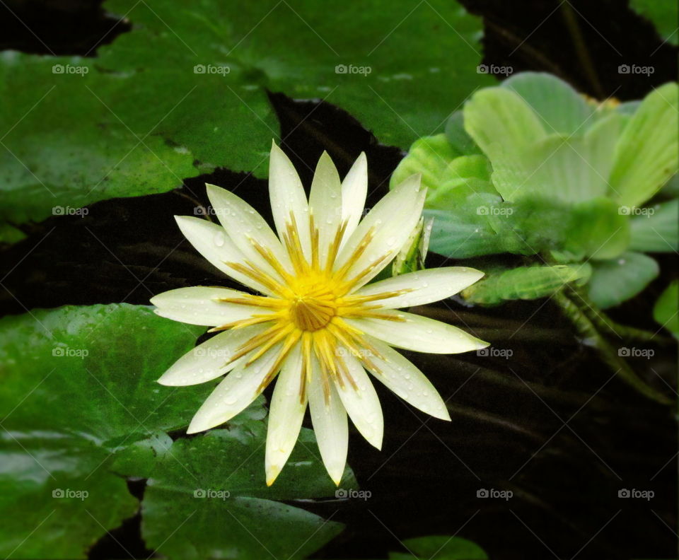Yellow spring flower