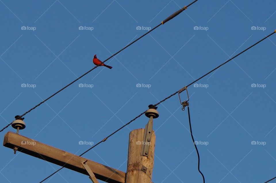 Bird on a wire