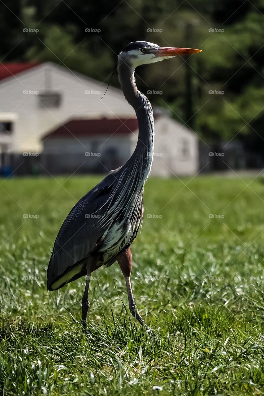 Great Blue Heron majestically walking down Crissy Field in San Francisco California 