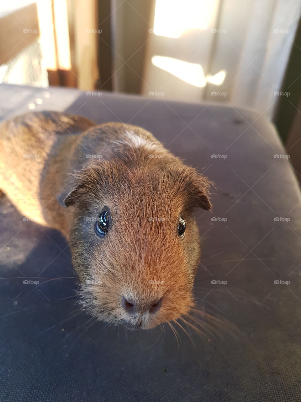 Guinea pig he is hungry! First he must pose for a picture yes! And his reward a piece of broccoli and carrot for dinner.