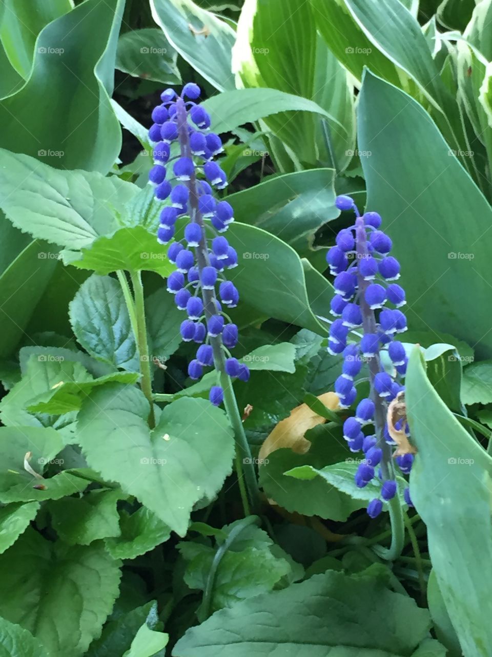 Grape hyacinth 