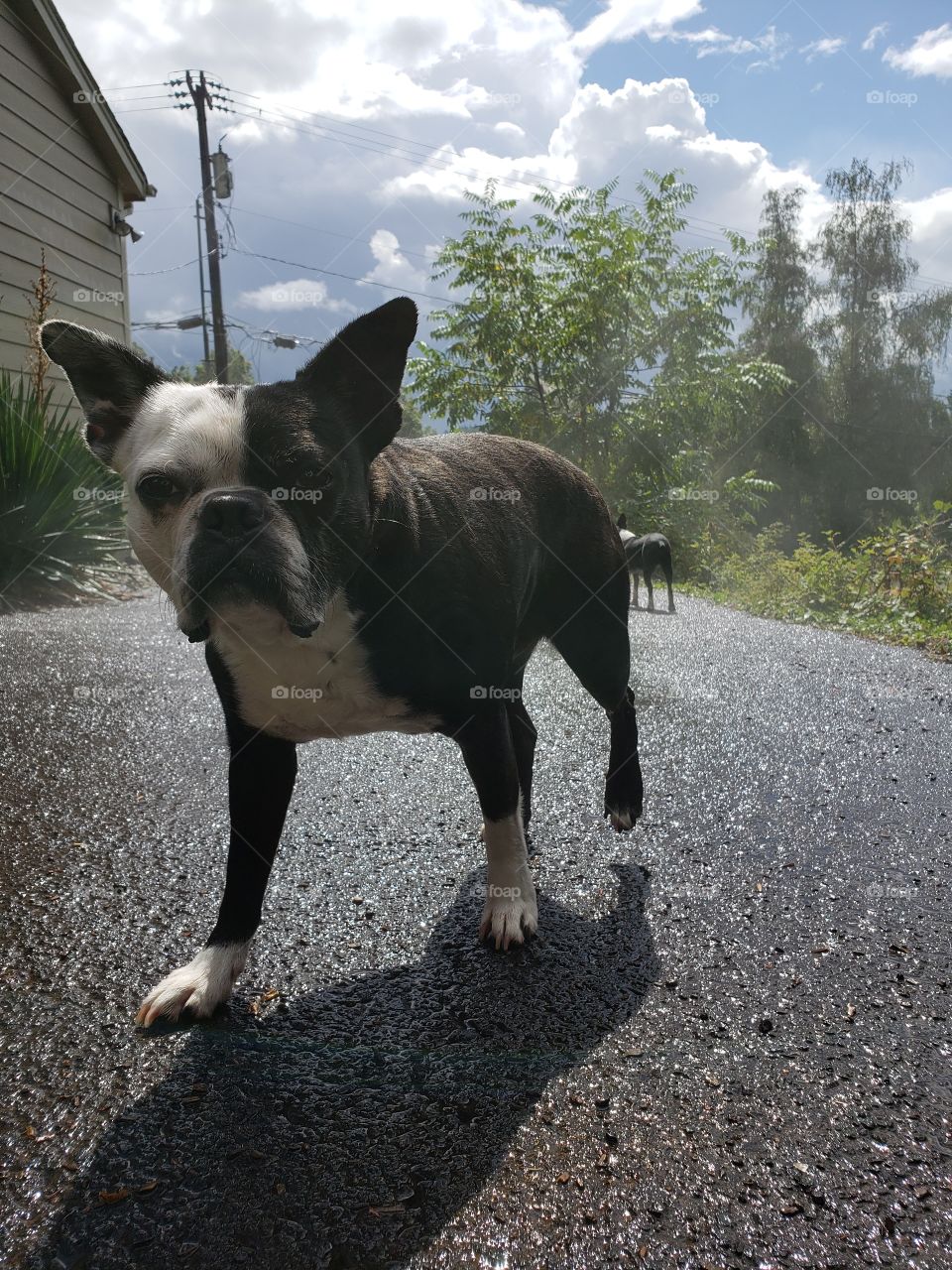 Stinky Pete wondering why the bubbles stopped