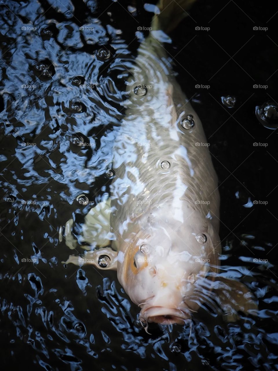  My carp