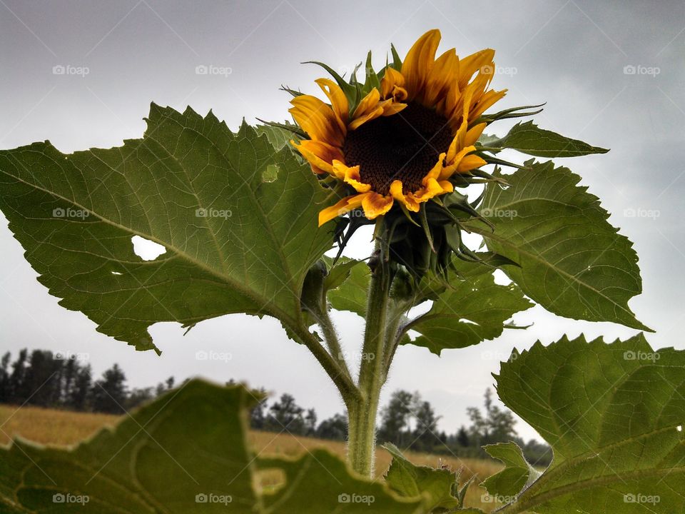sunflower. I grew this sunflower