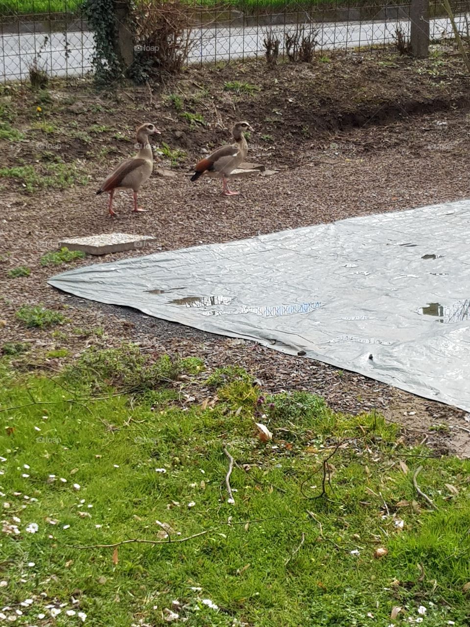 Two ducks taking a stroll.