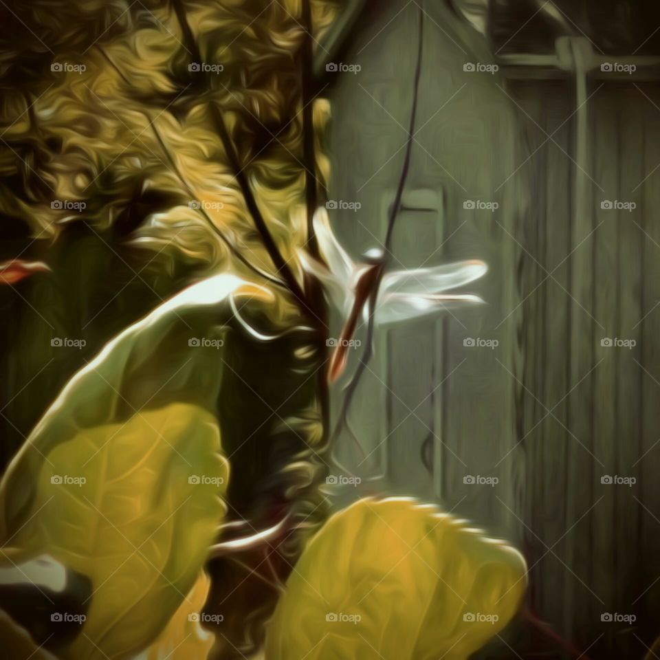 Dragonfly In Morning Sun