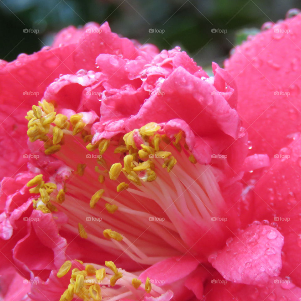 Closeup of camellia