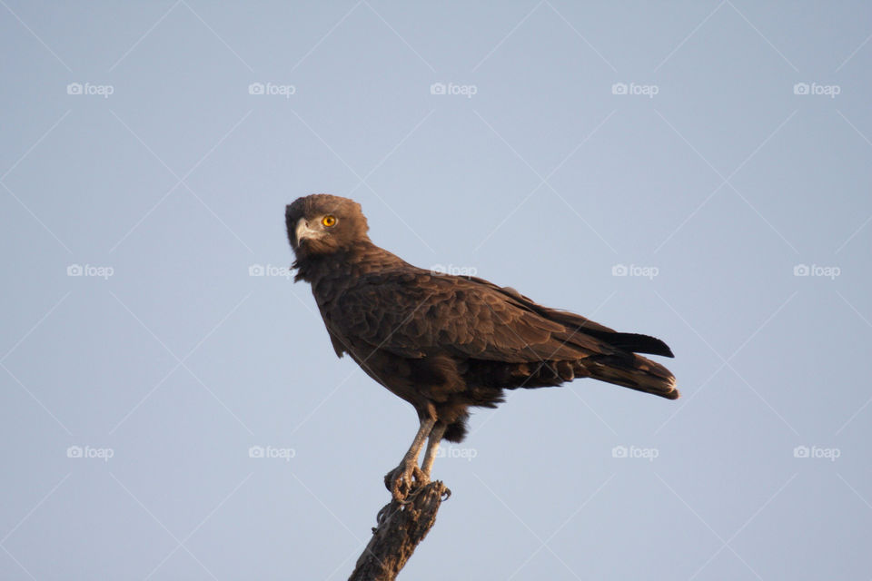 South African brown snake eagle