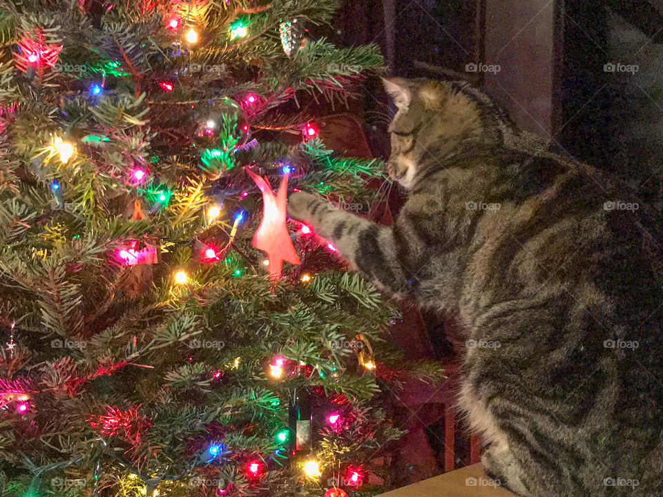 Cat and Christmas tree 