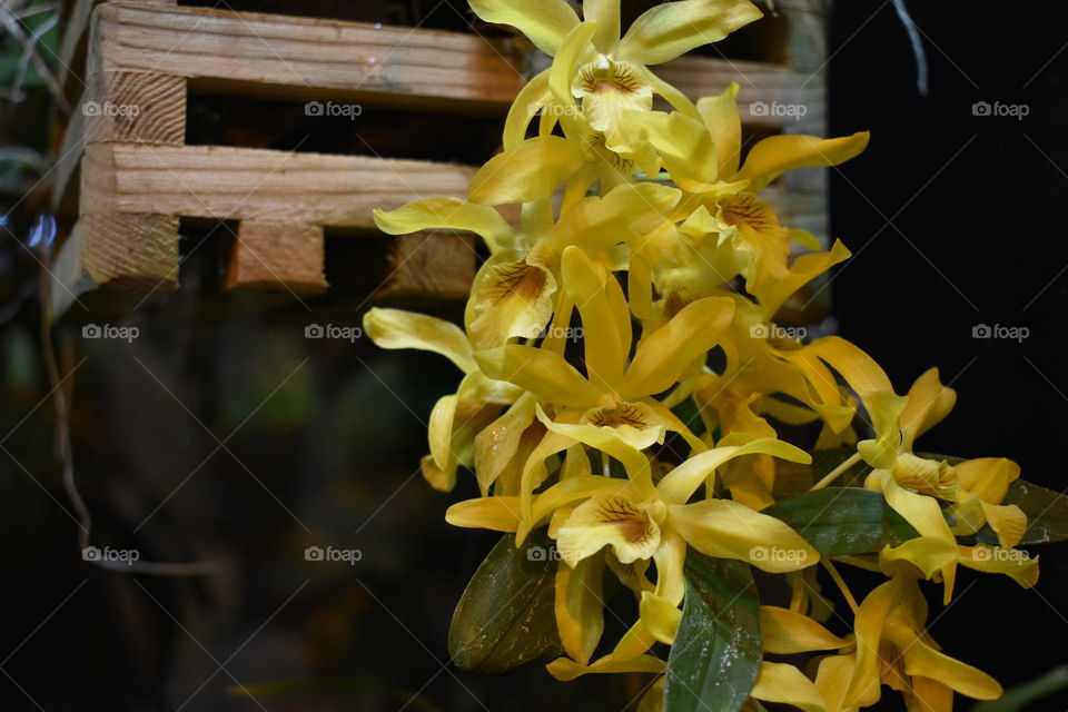 Flowering orchids botanical garden
