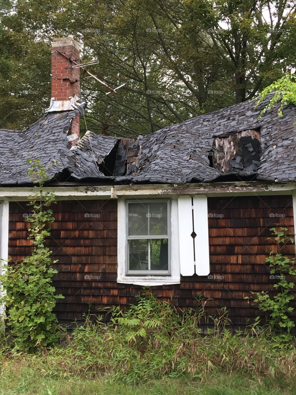 Abandoned house being reclaimed by nature