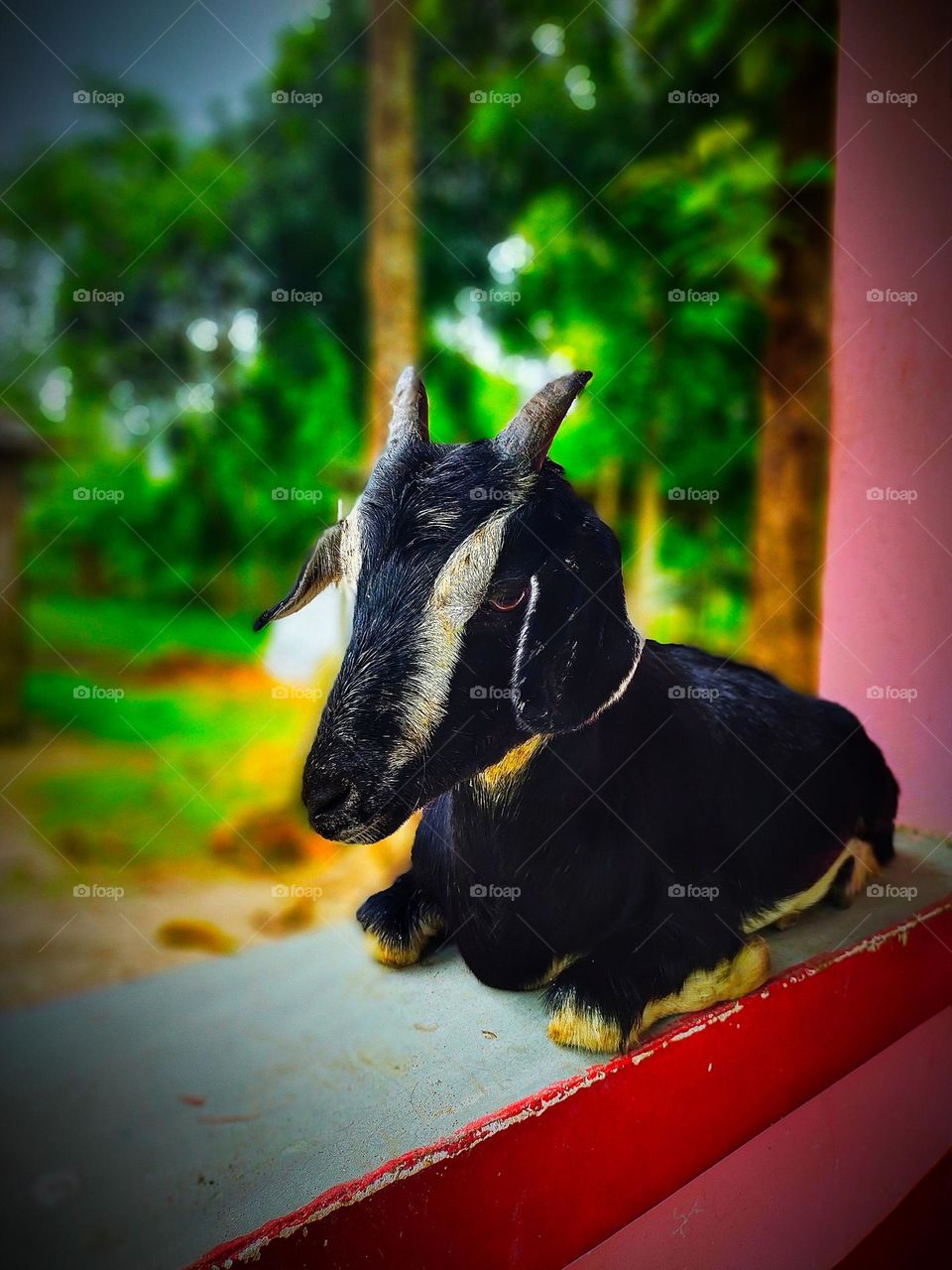 I took the picture of this goat. The picture of the goat is very beautiful.  This picture is a picture of our village goat.