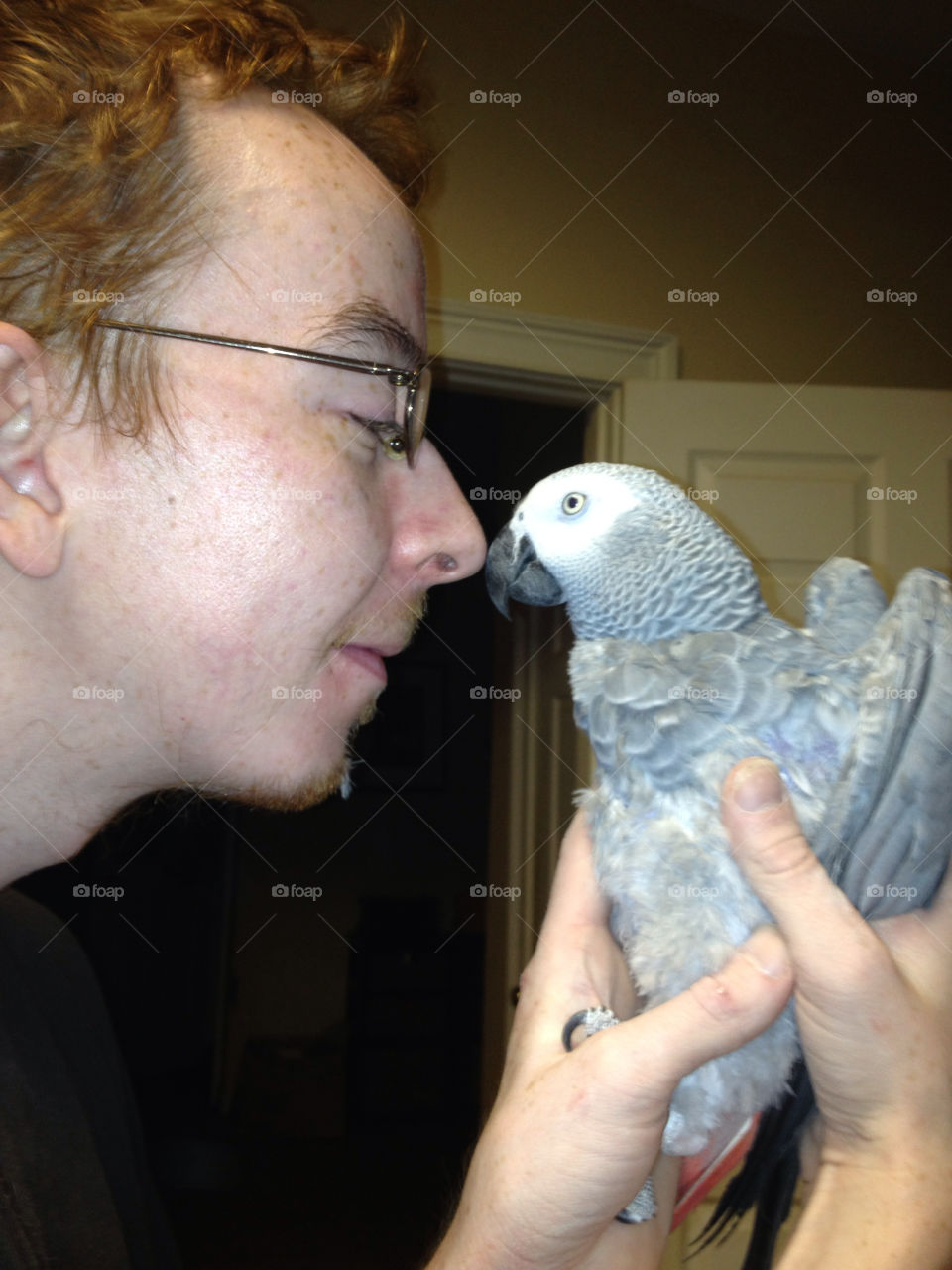 love bird pet parrot by bobettelambert