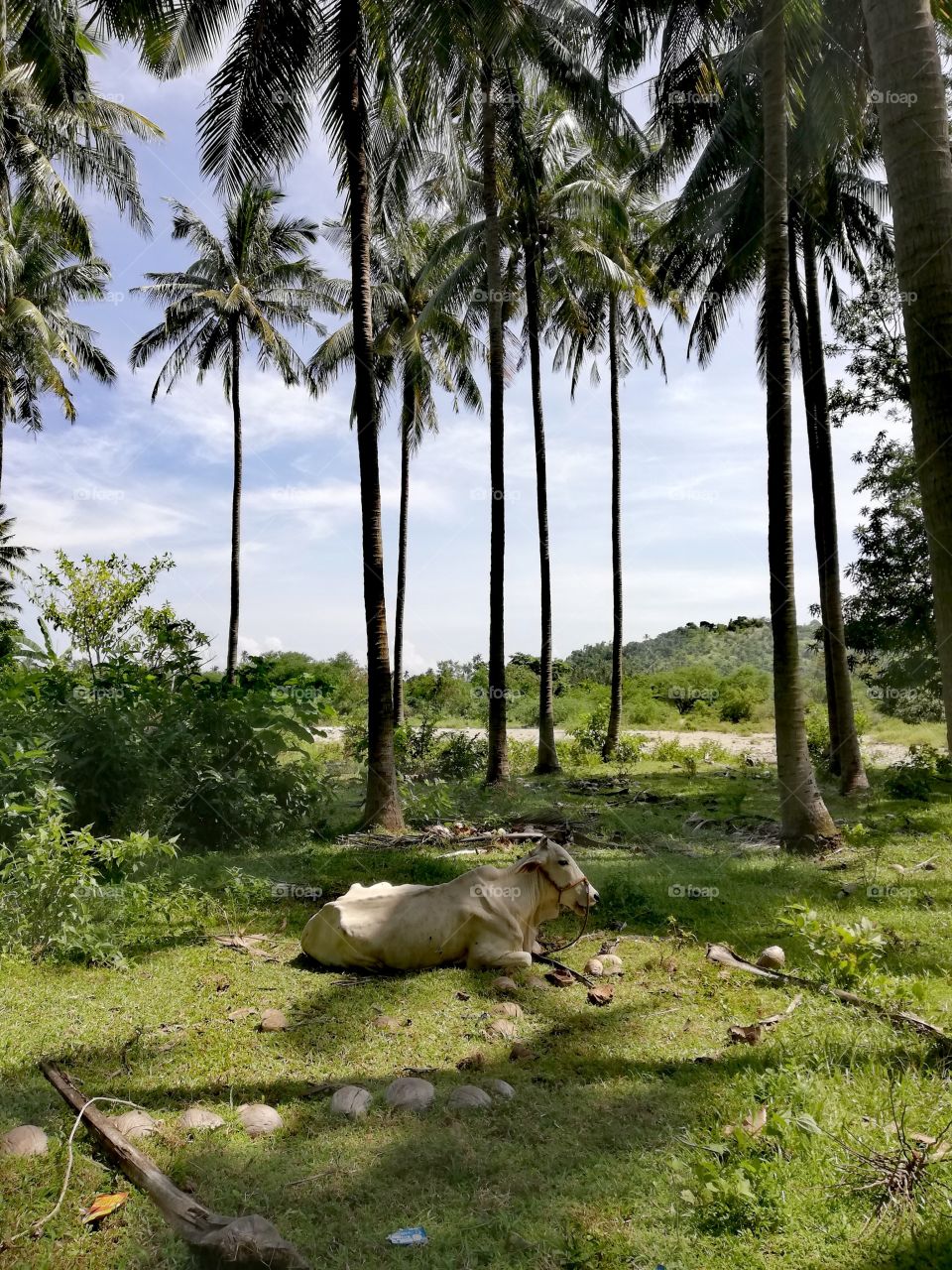 Cow resting in shade provided by coconut trees in tropical rainforest in Abra De Ilog, Mindoro, Island of Philippines