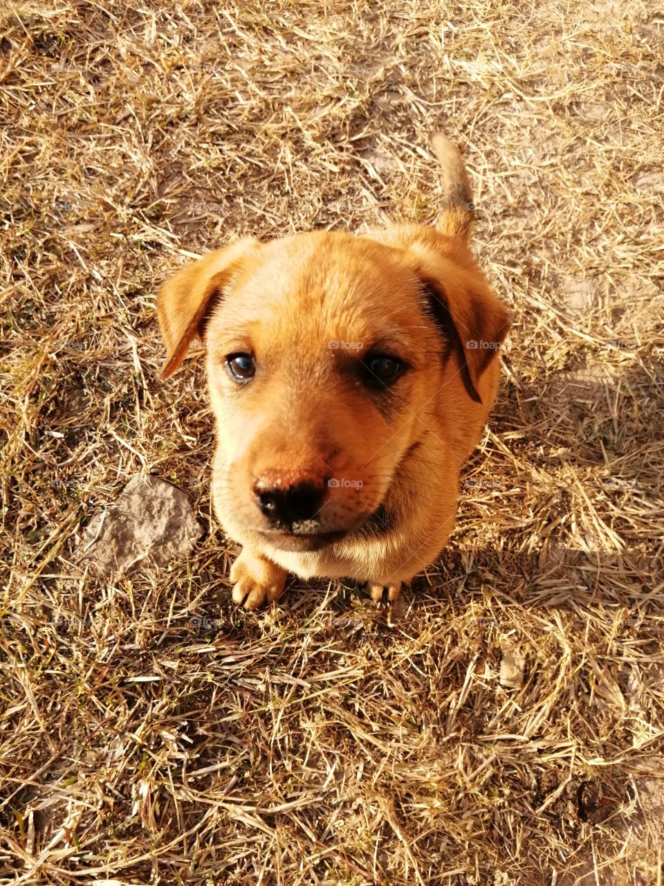Sweet puppy closeup on playground.
