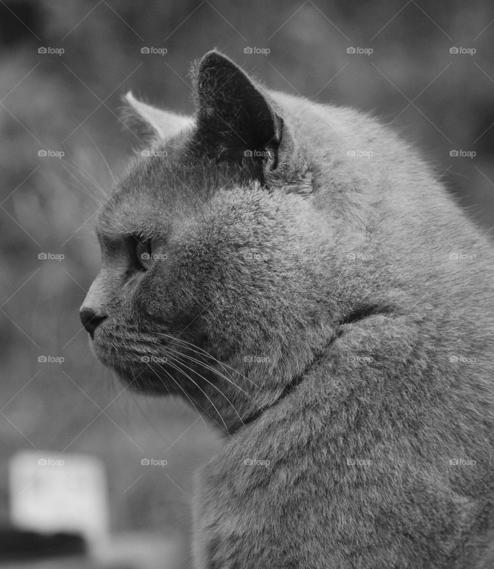 Profile view of a British Blue cat in black and white 