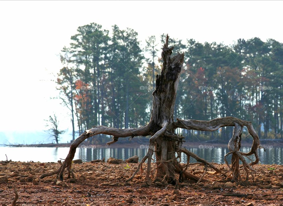 driftwood.  island in background.