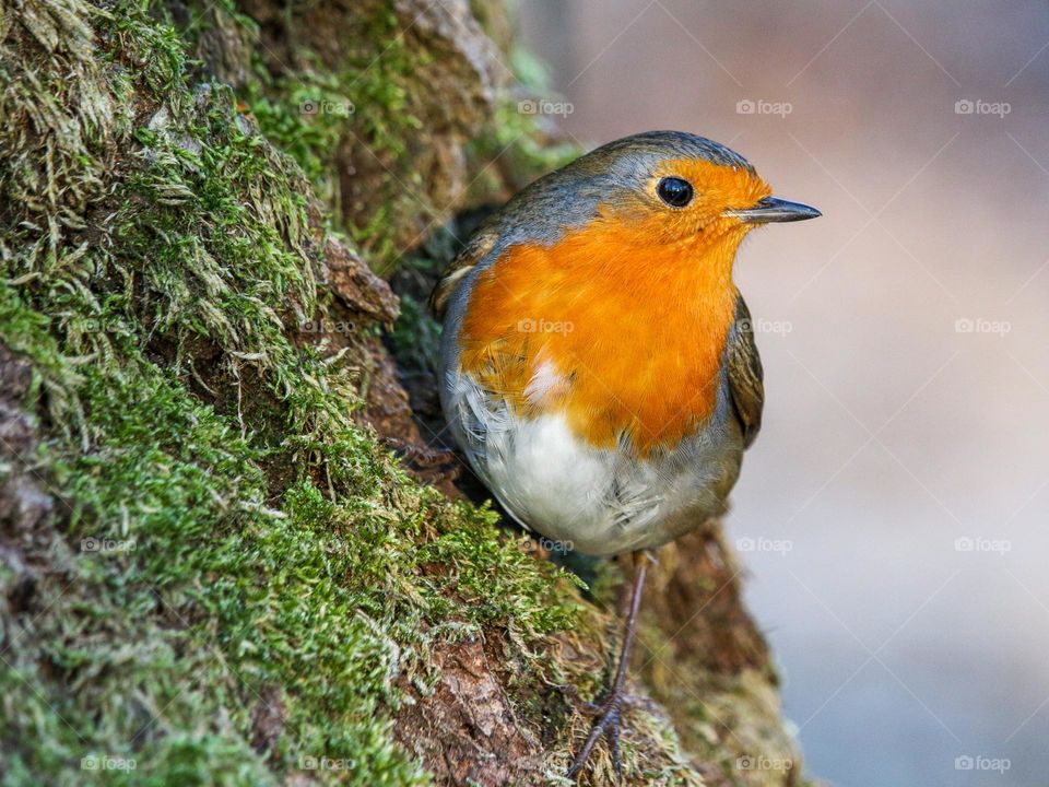 Robin close-up portrait on a tree trunk