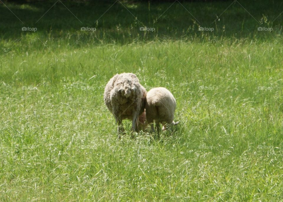 sheepish 