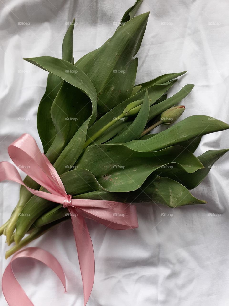 Buds of red tulips with a pastel pink ribbon